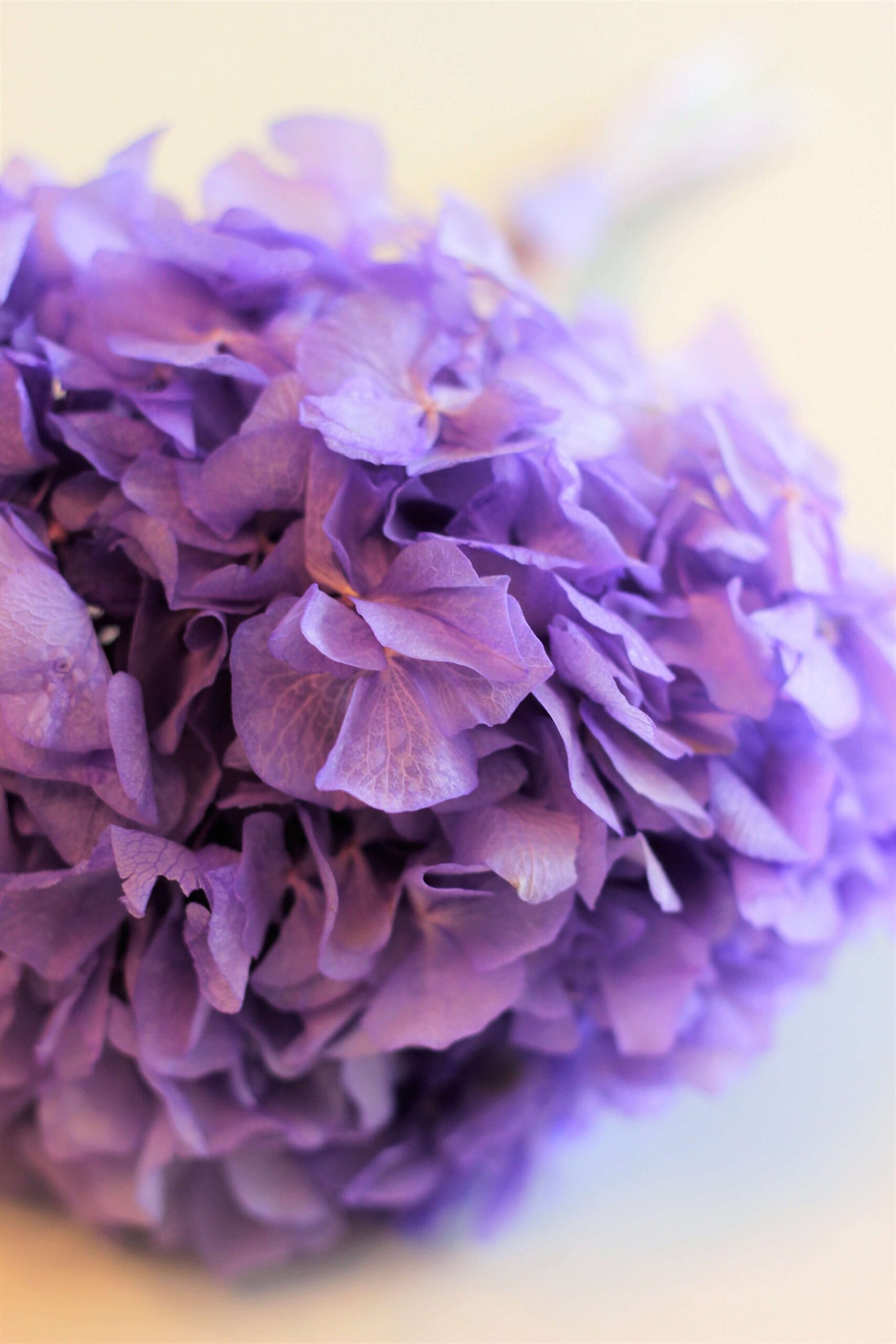 Preserved Hydrangeas - Purple Bunch