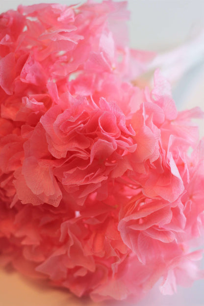 Preserved Hydrangeas - 30 cms Pink Bunch