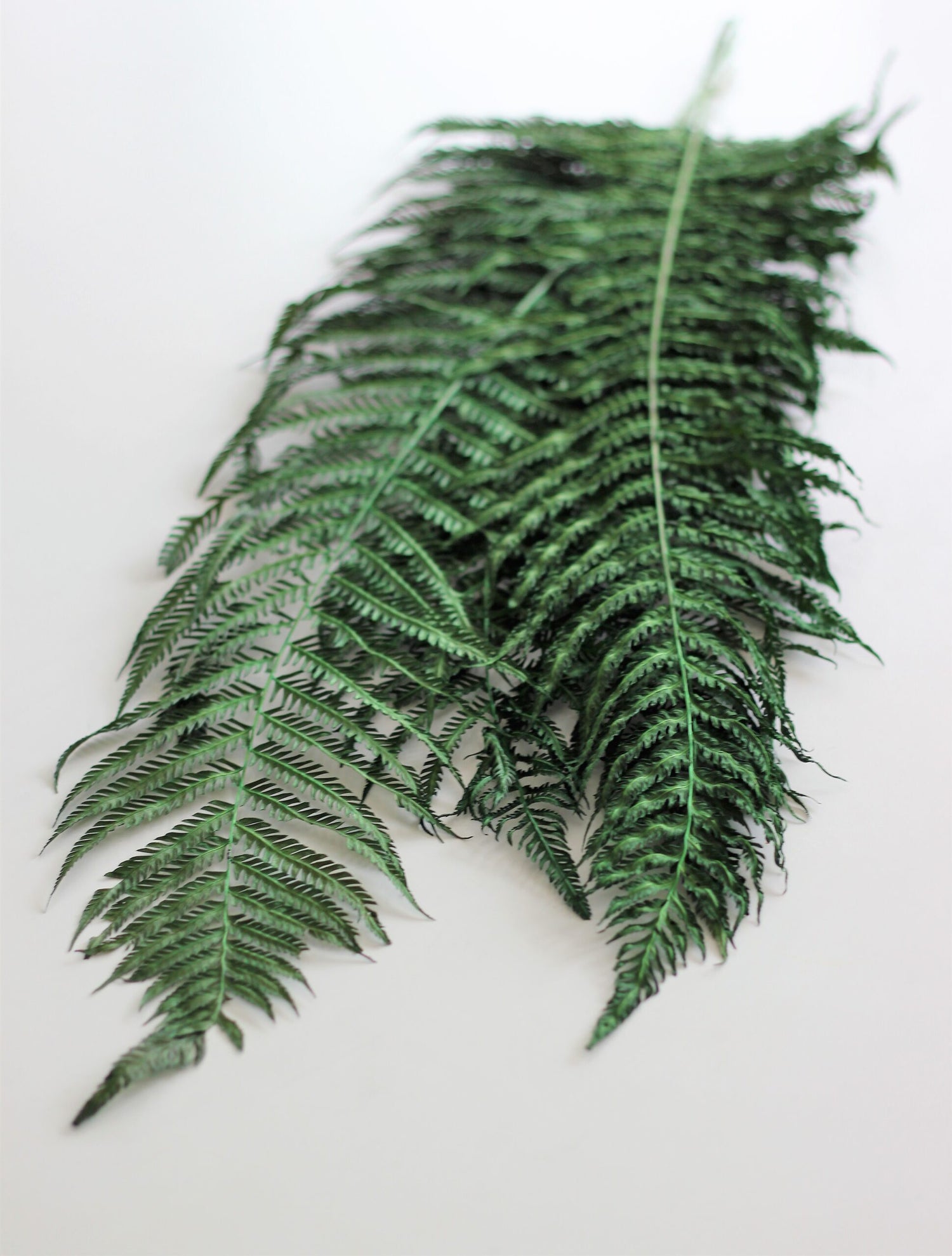 Dried Fern - Forest Green Bunch, 5 stems, 60 cm