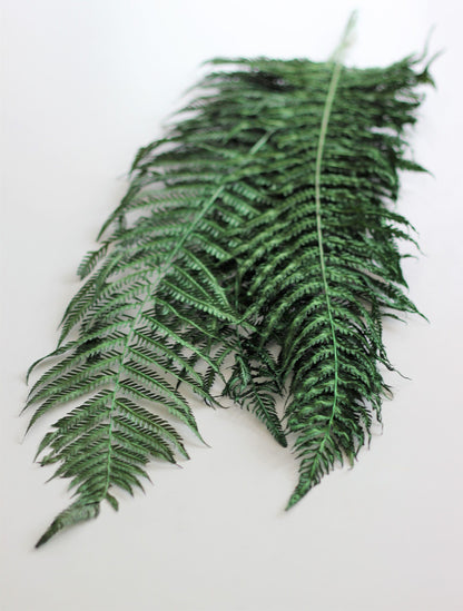 Dried Fern - Forest Green Bunch, 5 stems, 60 cm