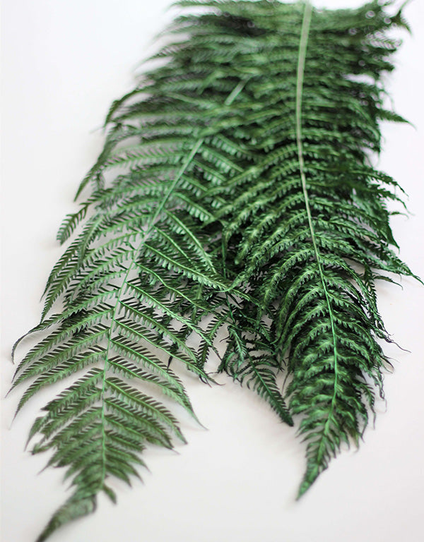 Dried Fern - Forest Green Bunch, 5 stems