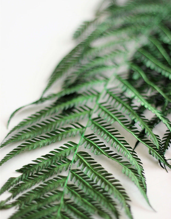 Dried Fern - Forest Green Bunch, 5 stems, 60 cm