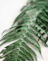 Dried Fern - Forest Green Bunch, 5 stems, 60 cm