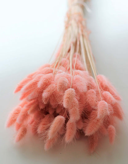 Dried Bunny Tail Lagurus Grass - Baby Pink