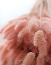 Dried Bunny Tail Lagurus Grass - Baby Pink, 100 Grams