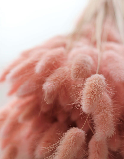 Dried Bunny Tail Lagurus Grass - Baby Pink, 100 Grams