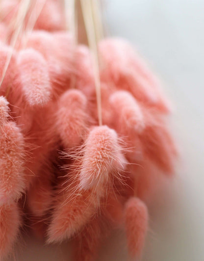 Dried Bunny Tail Lagurus Grass - Baby Pink, 100 Grams, 70 cm