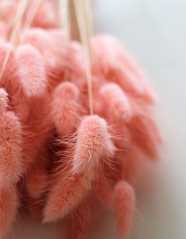 Dried Bunny Tail Lagurus Grass - Baby Pink, 100 Grams, 70 cm