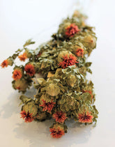 Dried Carthamus - Natural/ Orange Bunch,