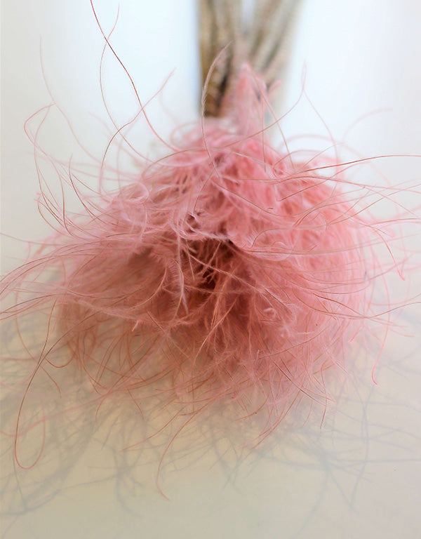 pink Dried Stypha Pennata