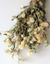 Dried Gomphrena - White Bunch