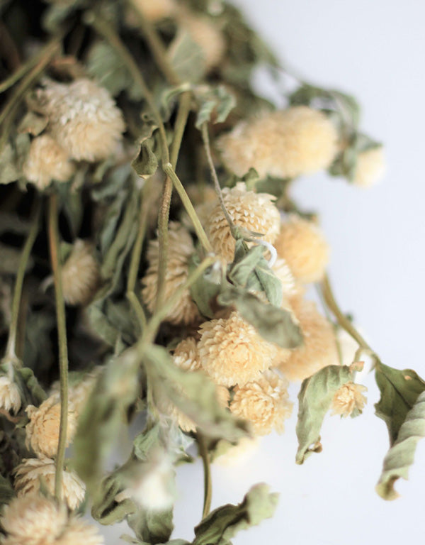 Dried Gomphrena - White Bunch, 60 cm