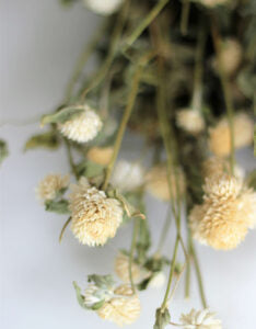 Dried Gomphrena - White Bunch, 60 cm