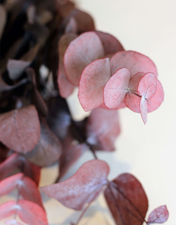 Preserved Eucalyptus Cinerea- Red Bunch, 60 cm