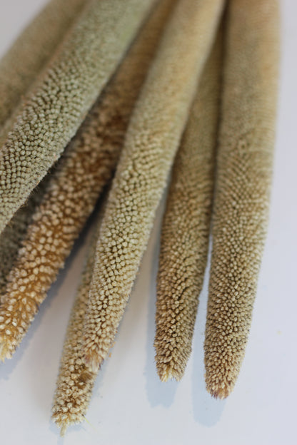 Dried Babala - Natural Sleeved Bunch, 10 Stems, 60 cm