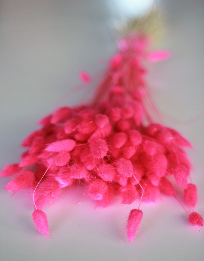 Dried Bunny Tail Lagurus Grass - Cerise Pink Flowers Bunch, 100 Grams, 60 cm