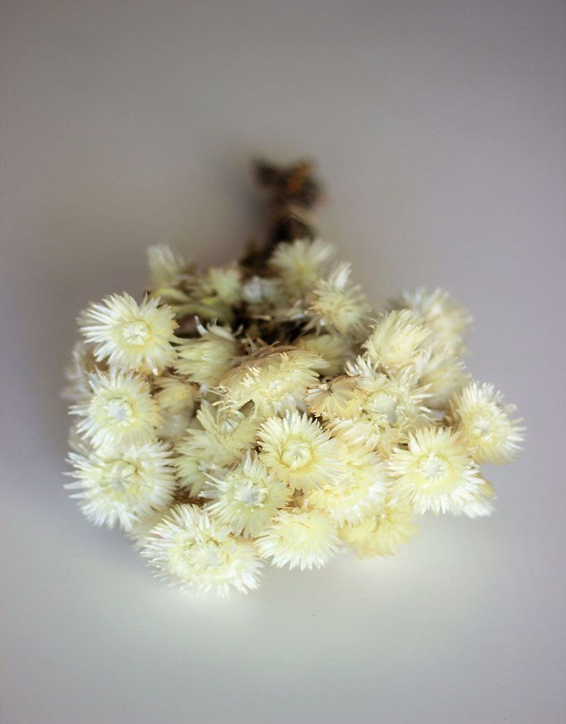 Dried Kaaps - White Bunch, 35 cm
