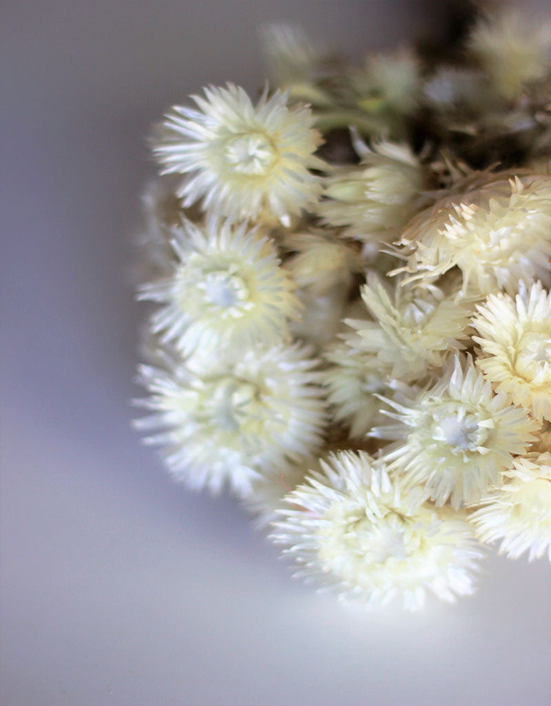 Dried Kaaps - White Bunch, 35 cm