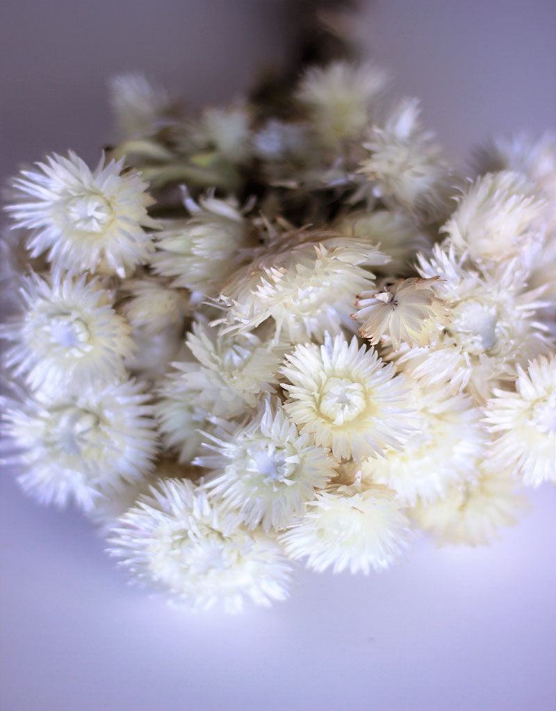 Dried Kaaps - White Bunch, 35 cm