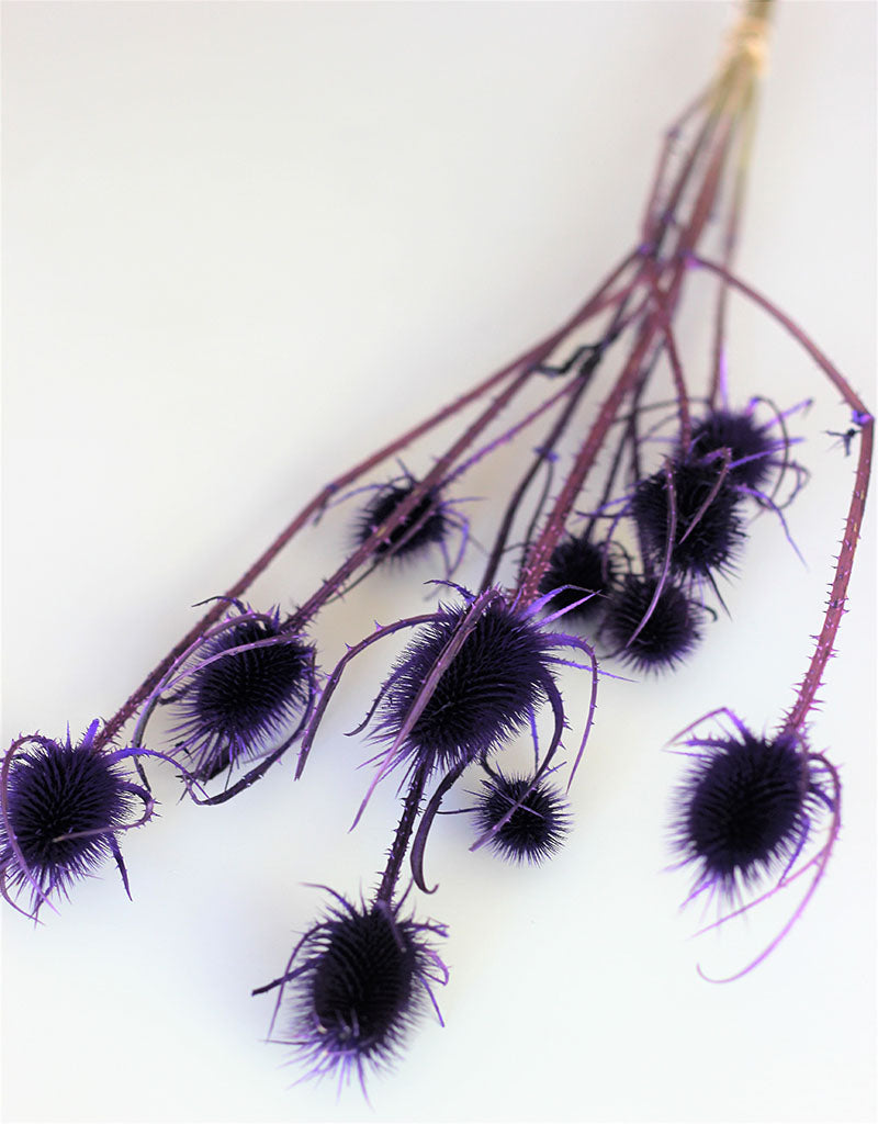 Dried Spray Cardistella  - Violet Bunch, 60 cm