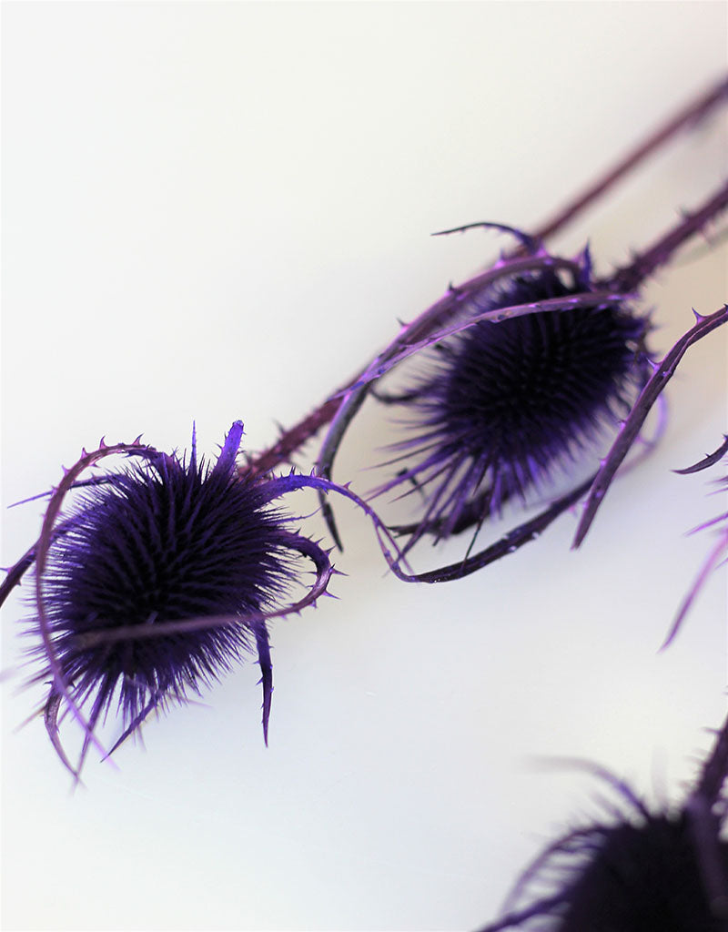 Dried Spray Cardistella  - Violet Bunch, 60 cm