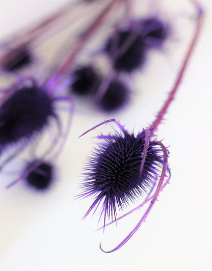Dried Spray Cardistella  - Violet Bunch, 60 cm