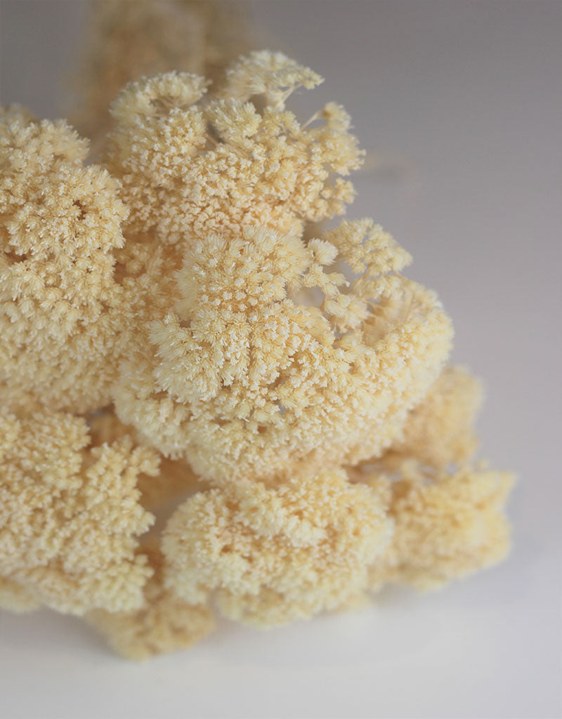 Dried Achillea - Bleached Bunch, 10 Stems, 70 cm