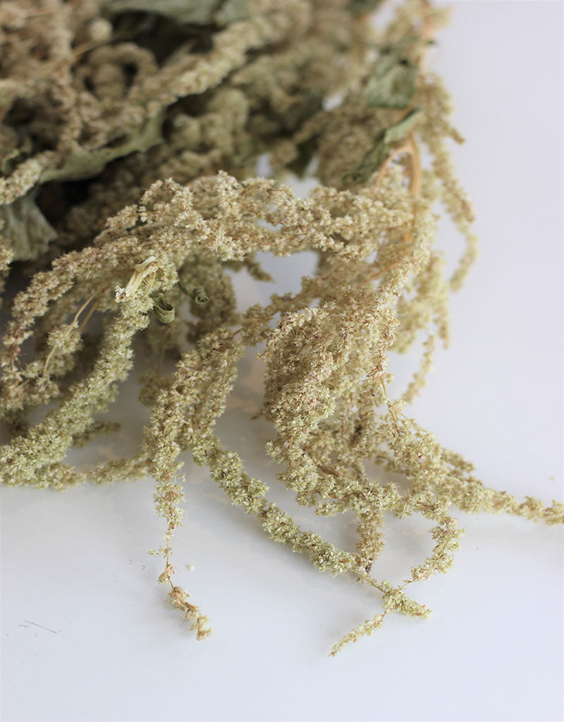 Dried trailing Amaranthus - Green Bunch, 150 grams, 70 cm