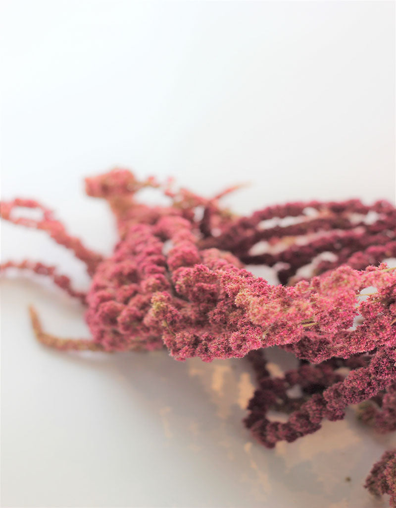 Dried trailing Amaranthus - Red Bunch, 150 grams, 70 cm