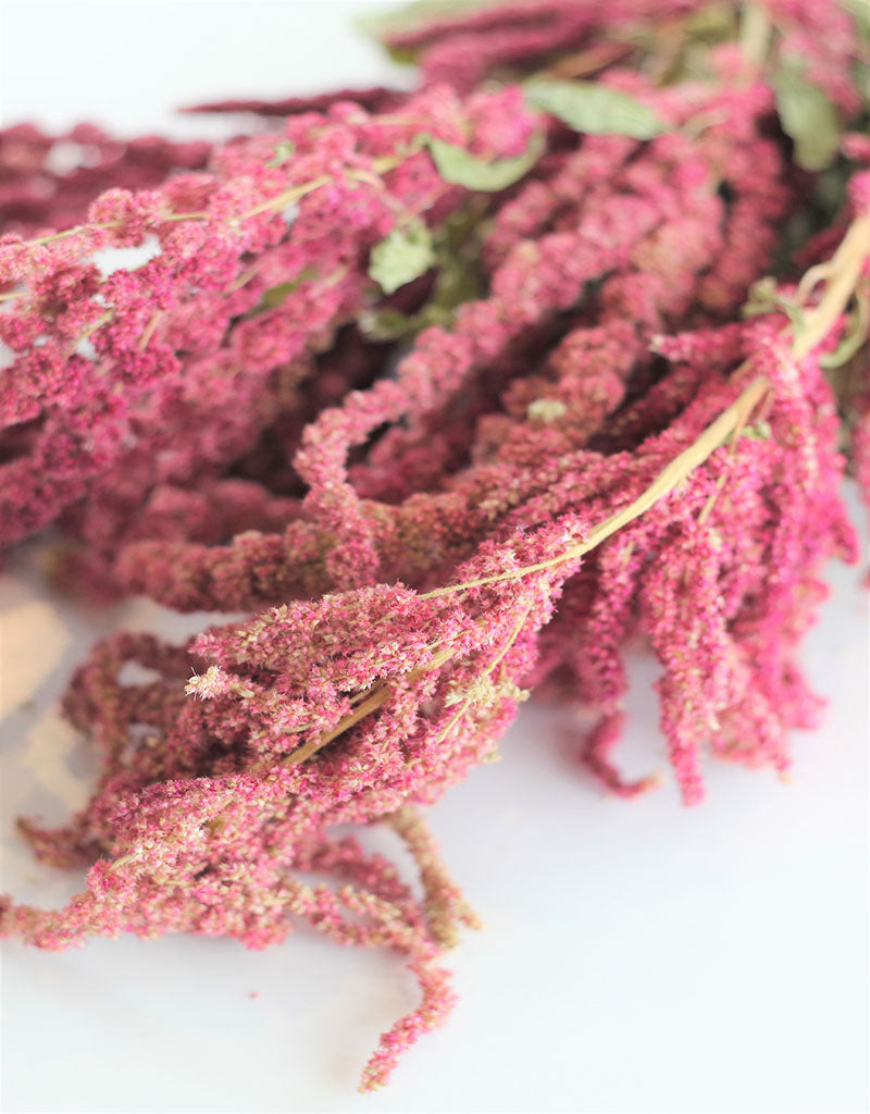 Dried trailing Amaranthus - Red Bunch, 150 grams, 70 cm