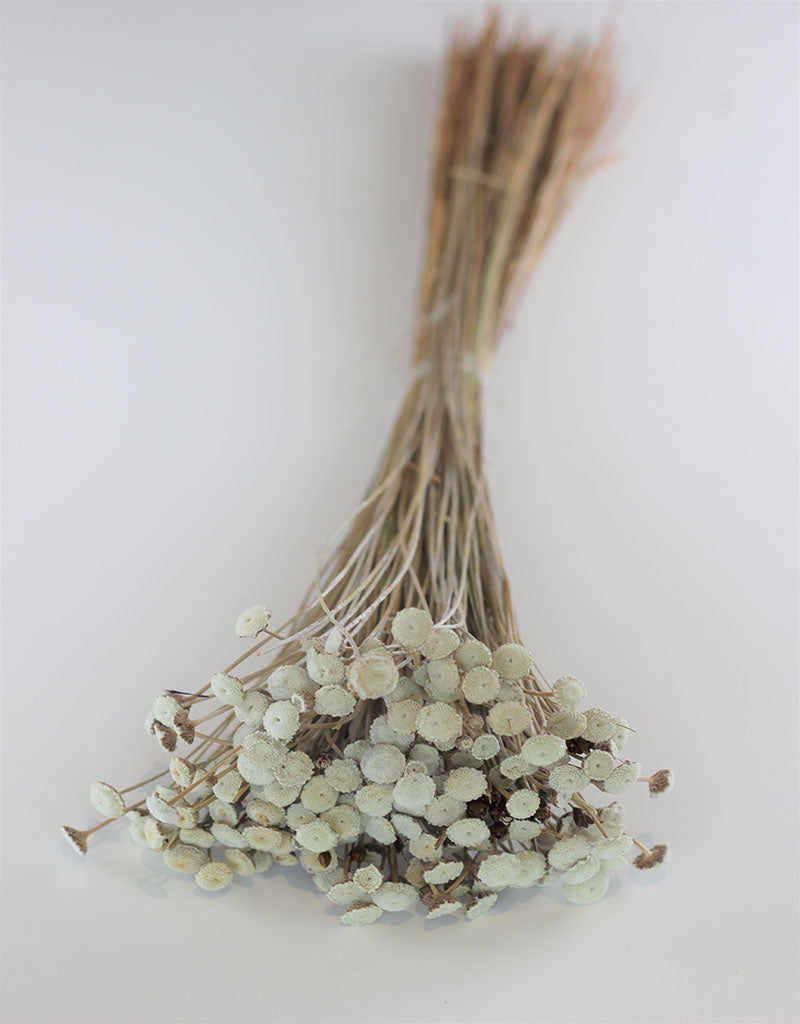 Dried Batao - Natural Bunch, 100 grams, 60 cm