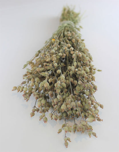 Dried Silene Conica  - Natural Bunch, 60 cm