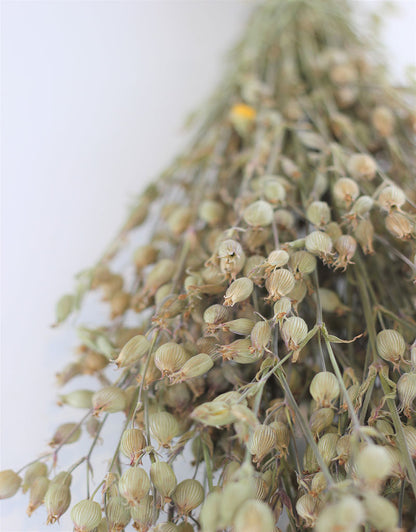 Dried Silene Conica  - Natural Bunch, 60 cm