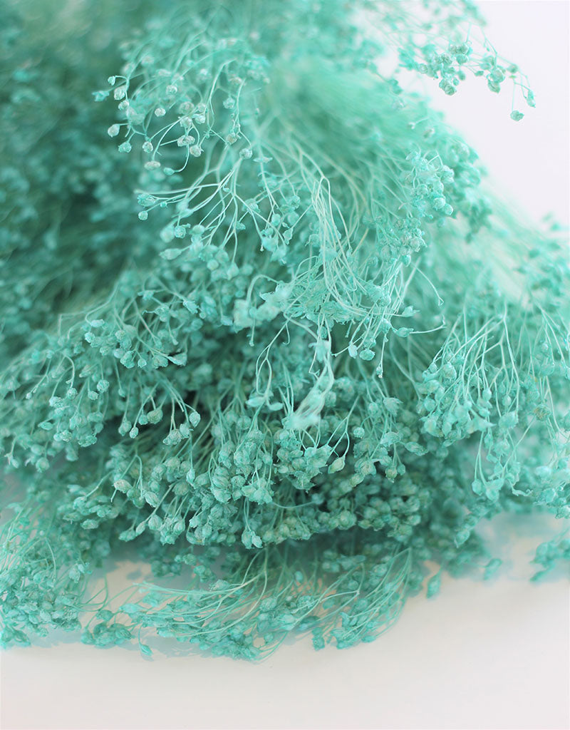 Dried Broom Bloom - Aqua Blue Bunch, 100 grams, 50 cm