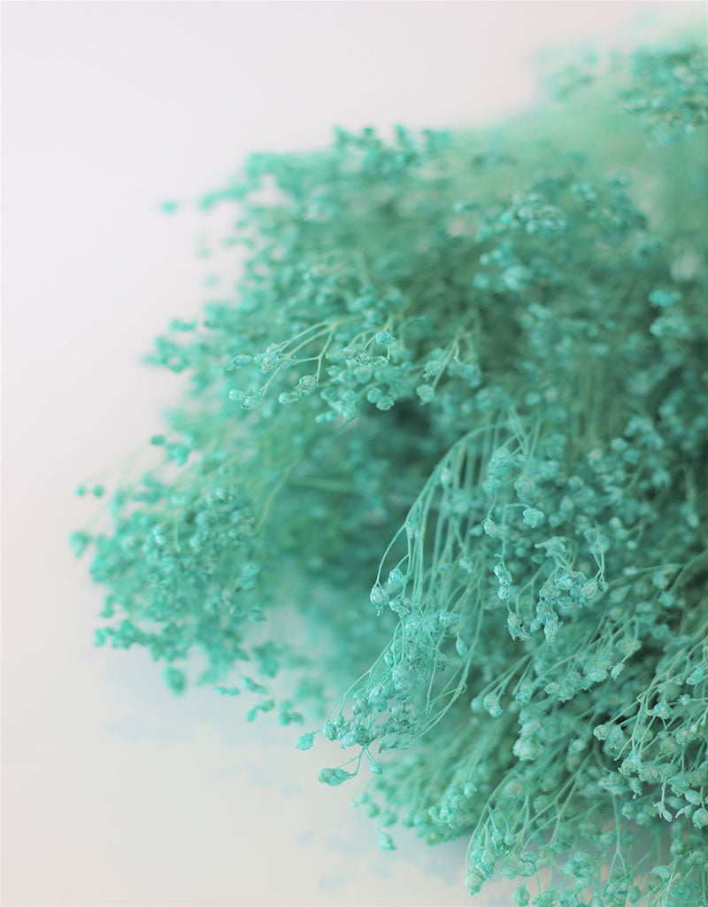 Dried Broom Bloom - Aqua Blue Bunch, 100 grams, 50 cm