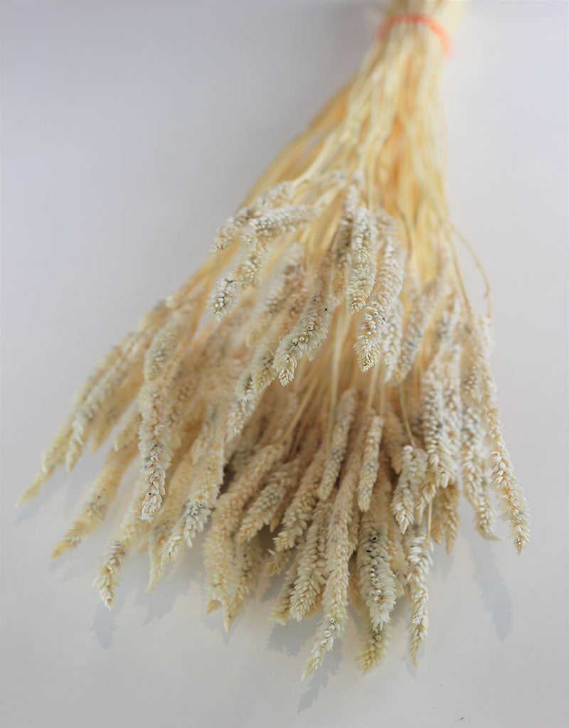 Dried Celosia - Bleached Bunch,100 grams, 65 cm