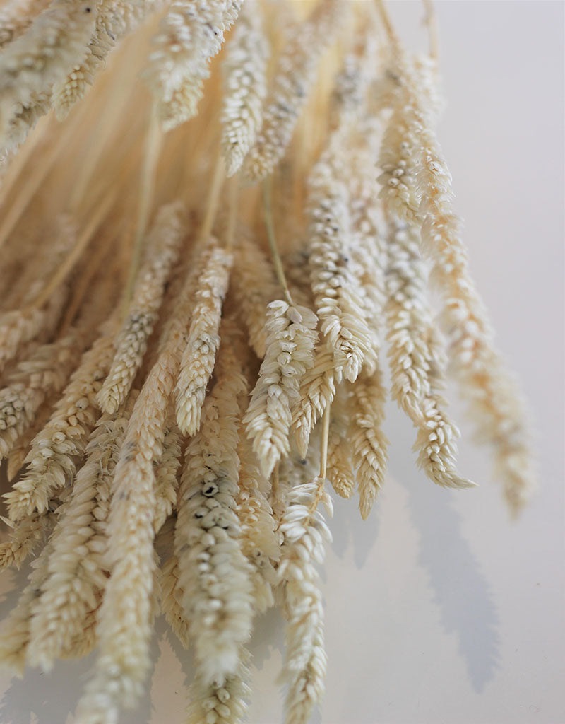 Dried Celosia - Bleached Bunch,100 grams, 65 cm