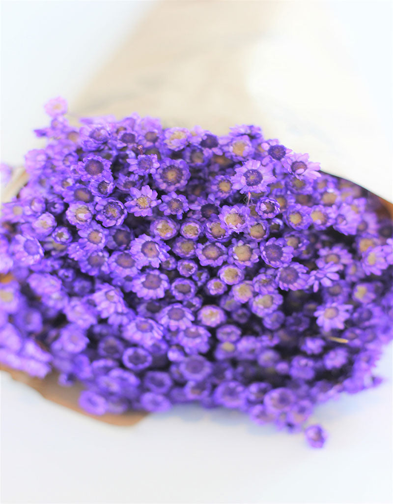 Dried Star Flower Glixia - Purple Bunch, 50 cm