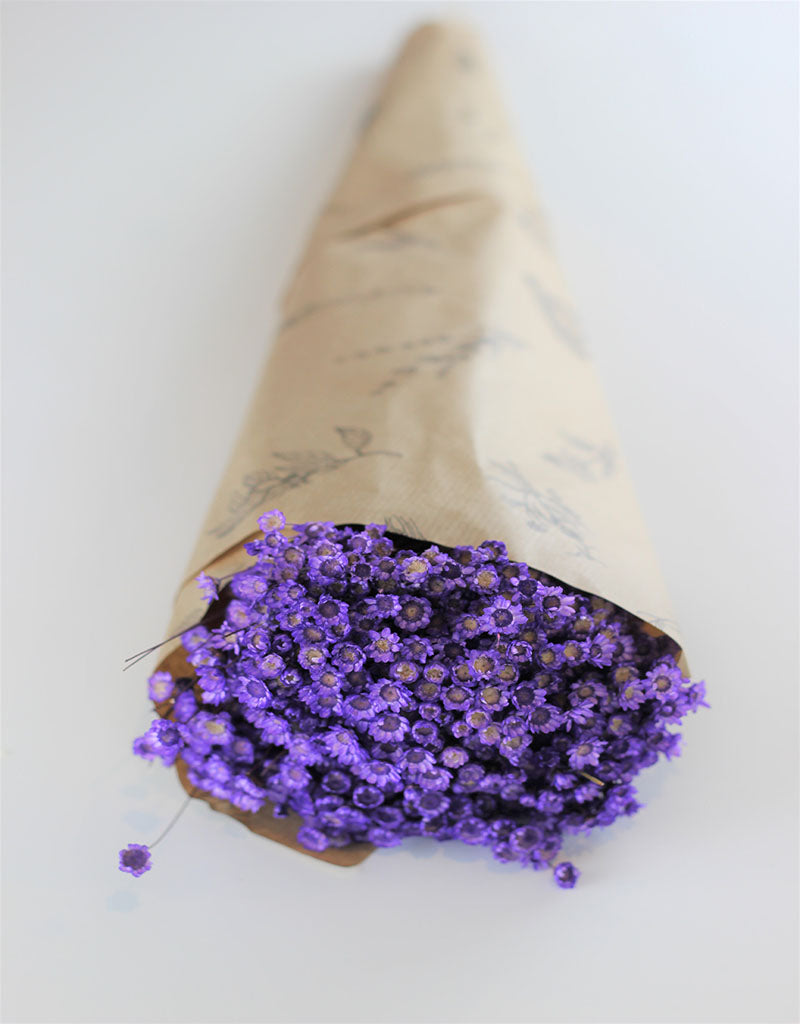 Dried Star Flower Glixia - Purple Bunch, 50 cm