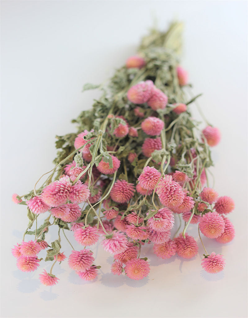 DRIED GOMPHRENA FLOWERS