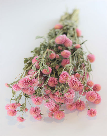 Dried Gomphrena Flowers - Pink Bunch, 55 cm