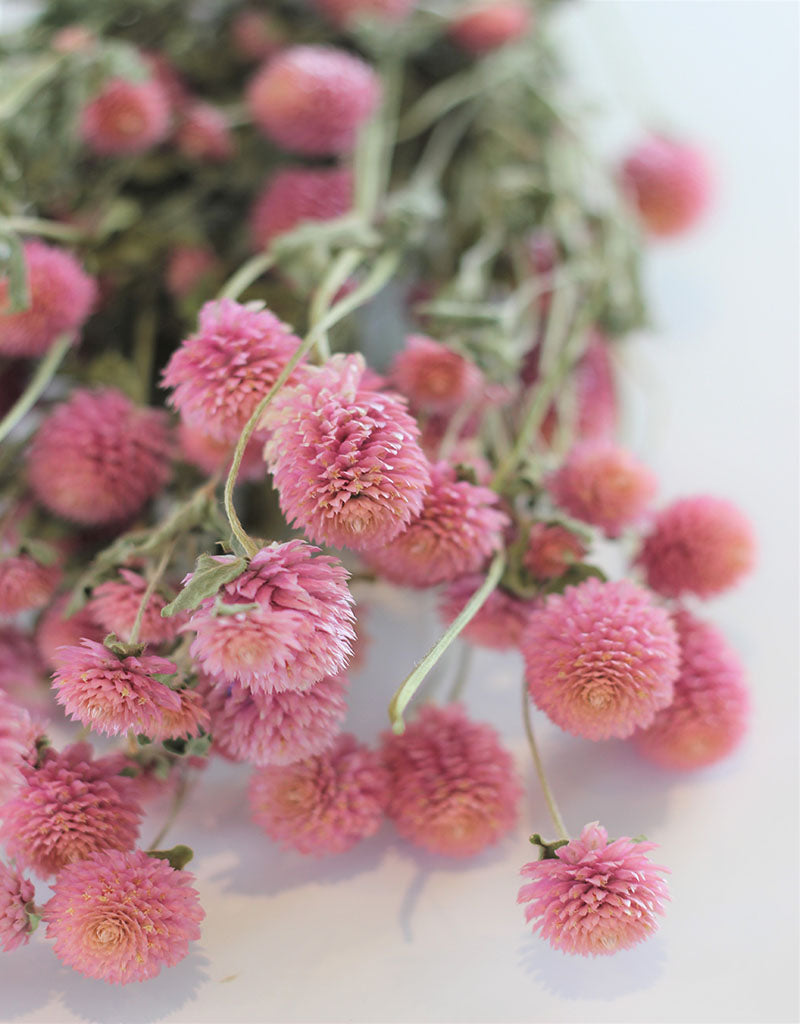 Dried Gomphrena Flowers - Pink Bunch, 55 cm