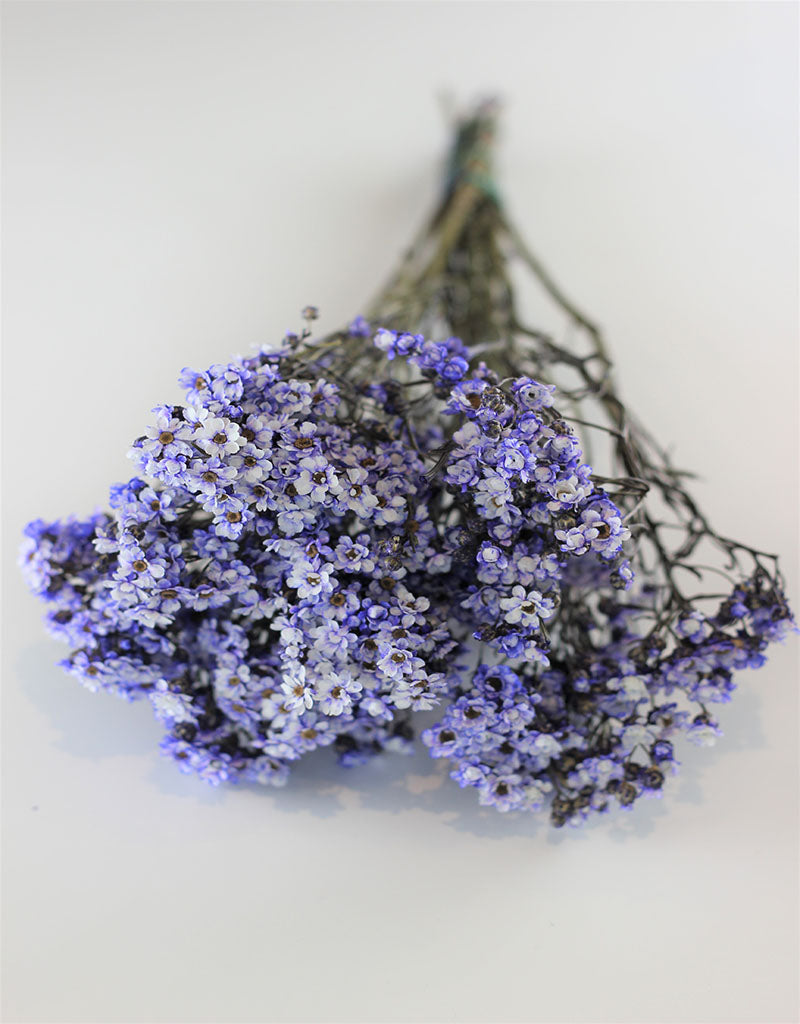 Dried Ixodia - Lilac Bunch, 50 cm