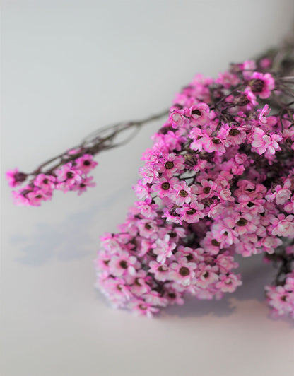 Dried Ixodia -  Pink Bunch, 50 cm