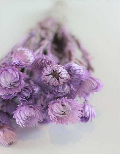 Dried Kaaps - Lilac Bunch, 40 cm