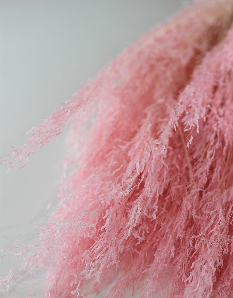 Dried Munni Grass - Baby Pink Bunch, 60 cm