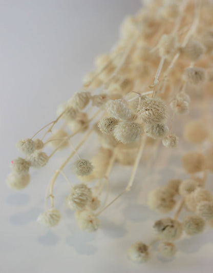 Dried Papermulberry - Bleached Bunch, 70 cm