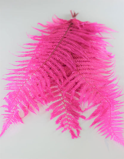 Dried Royal Fern - Pink Bunch, 5 stems, 70 cm