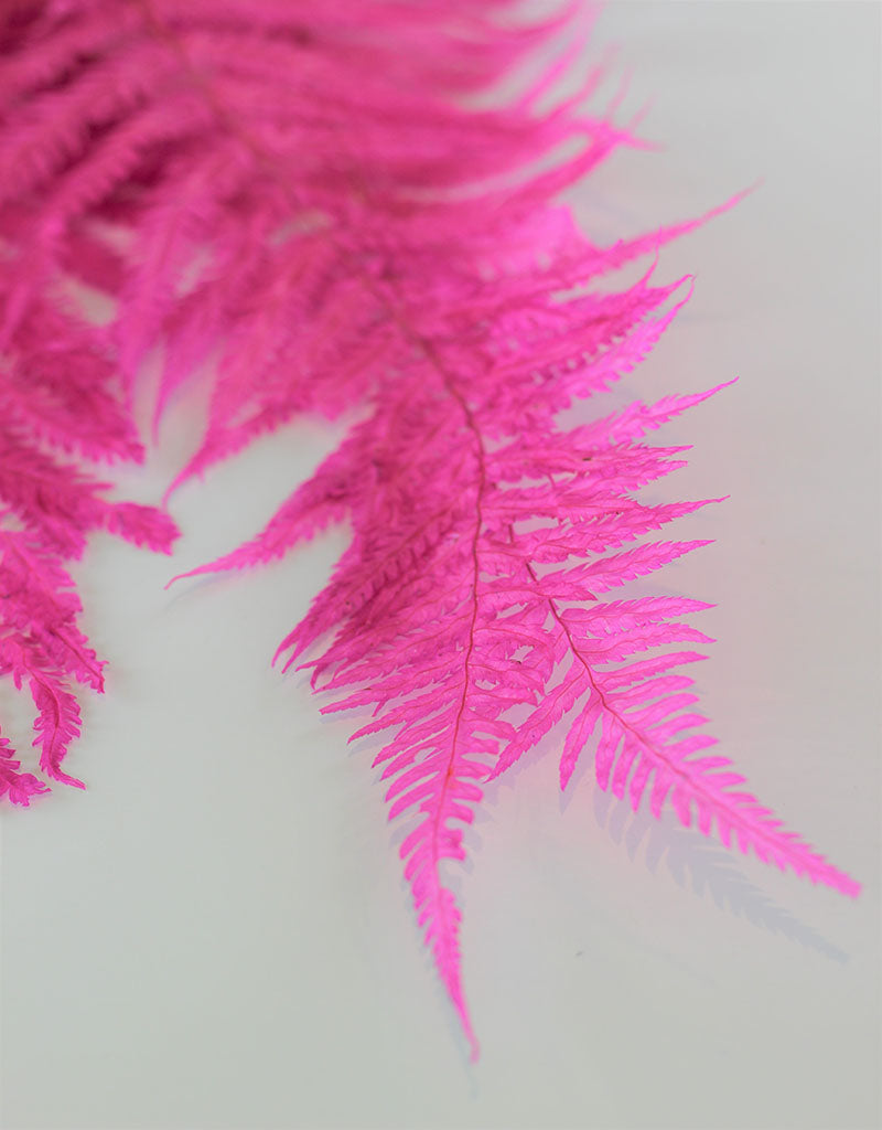 Dried Royal Fern - Pink Bunch, 5 stems, 70 cm