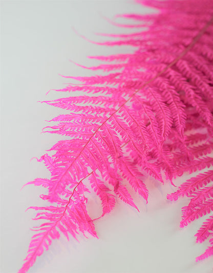 Dried Royal Fern - Pink Bunch, 5 stems, 70 cm